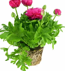 Bukettranunkel lat. Ranunculus asiaticus>Mäster Grön New
