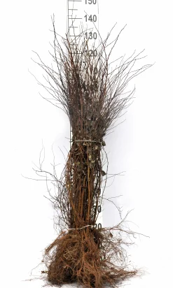 Bukettspirea Barrotad>Omnia garden Best