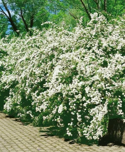 Bukettspirea Barrotad><noscript><img width=