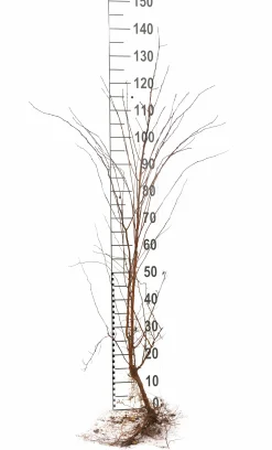 Bukettspirea Barrotad><noscript><img width=