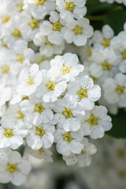 Bukettspirea Barrotad><noscript><img width=