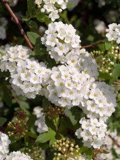 Bukettspirea Barrotad><noscript><img width=