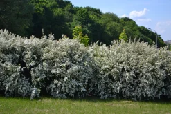 Bukettspirea Barrotad><noscript><img width=