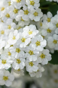 Bukettspirea Barrotad><noscript><img width=