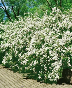 Bukettspirea Barrotad><noscript><img width=