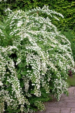 Bukettspirea Barrotad><noscript><img width=