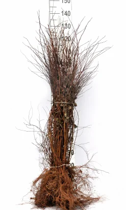 Bukettspirea Barrotad><noscript><img width=
