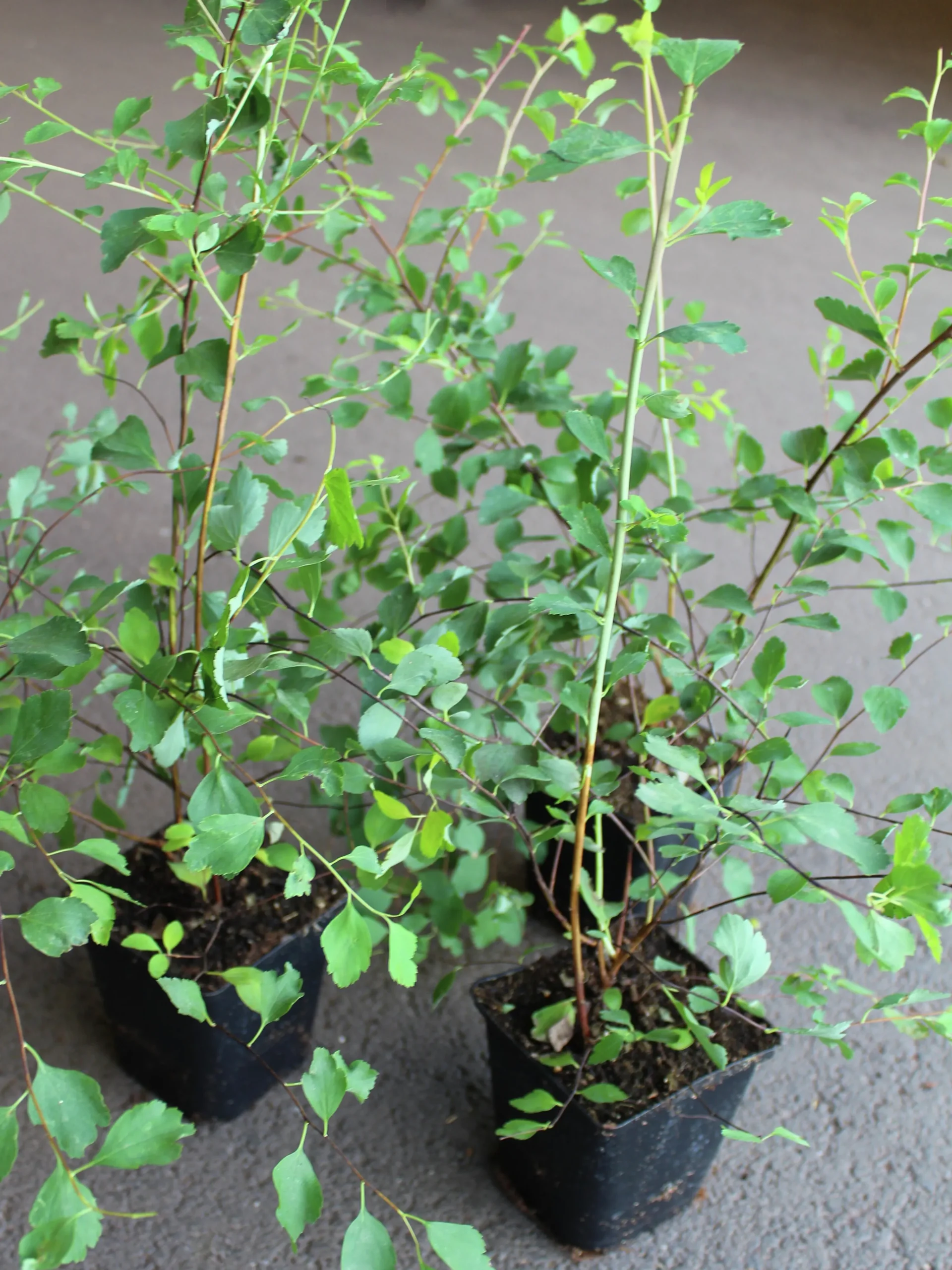 Bukettspirea D:9-11cm Krukodlad>Omnia garden Clearance