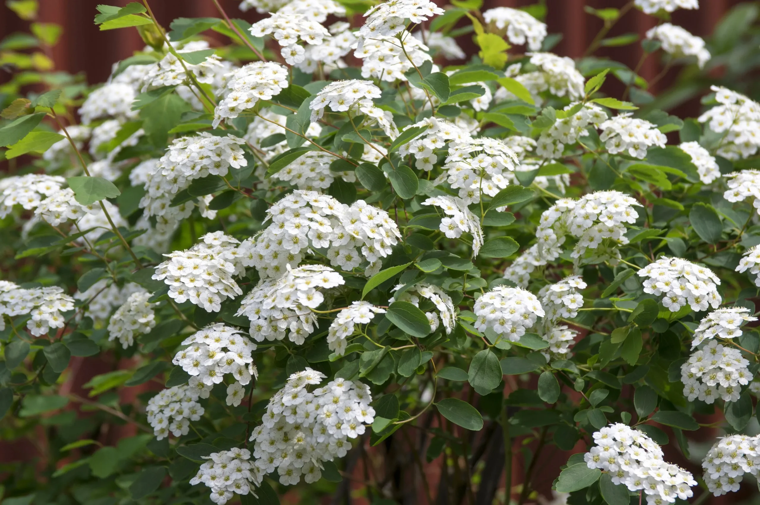 Bukettspirea D:9-11cm Krukodlad>Omnia garden Clearance