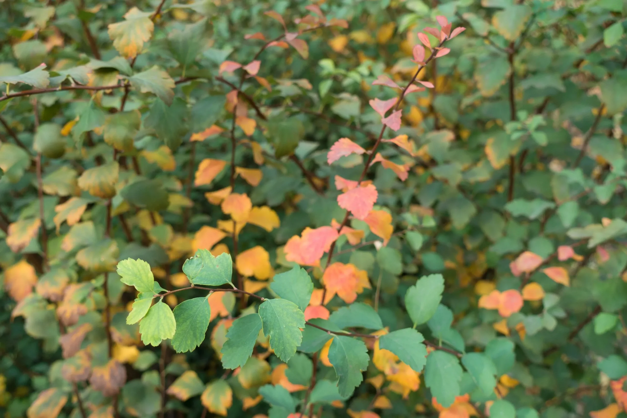Bukettspirea D:9-11cm Krukodlad>Omnia garden Clearance