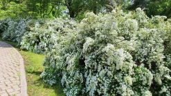 Bukettspirea D:9-11cm Krukodlad><noscript><img width=