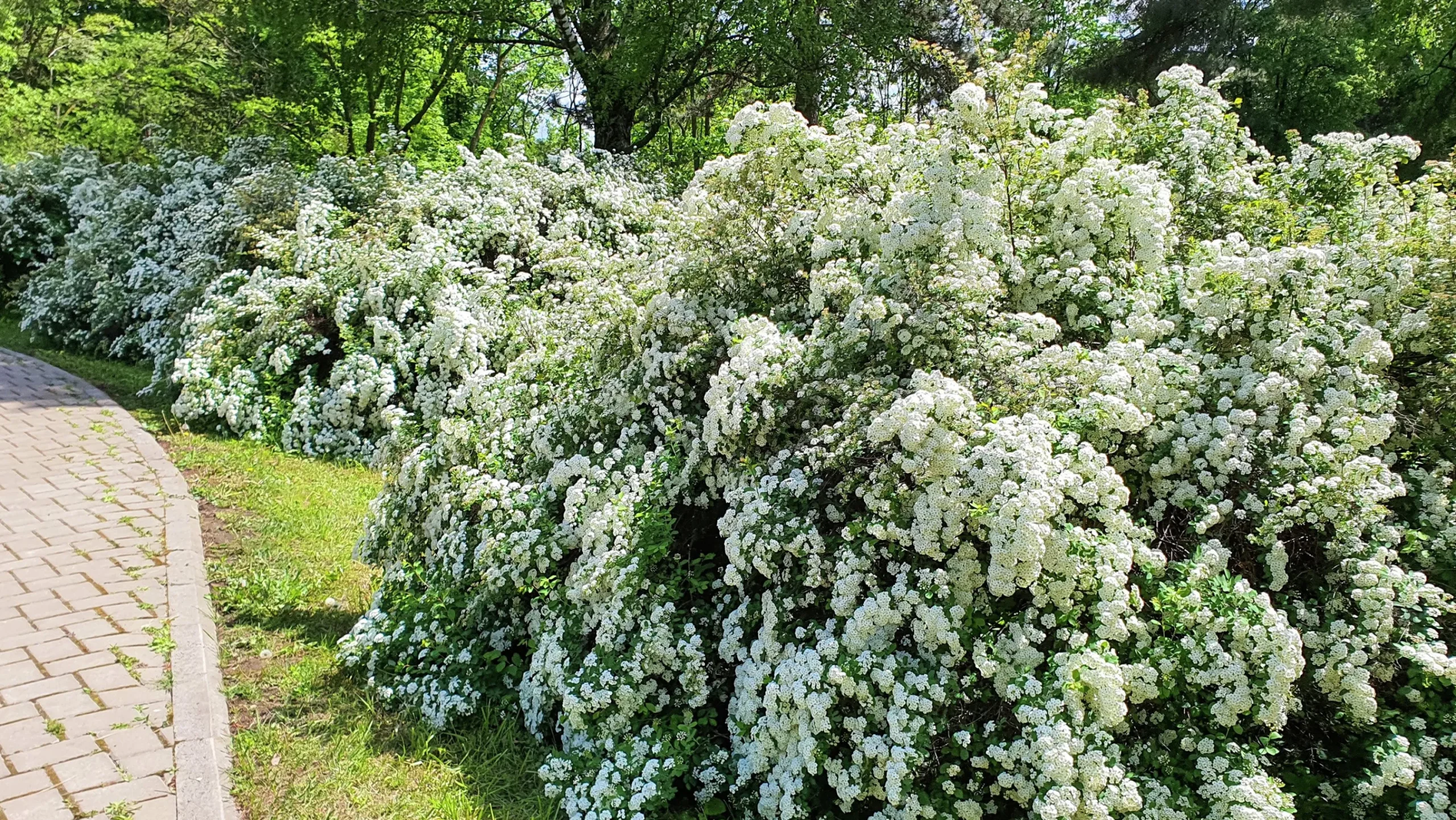 Bukettspirea D:9-11cm Krukodlad>Omnia garden Clearance