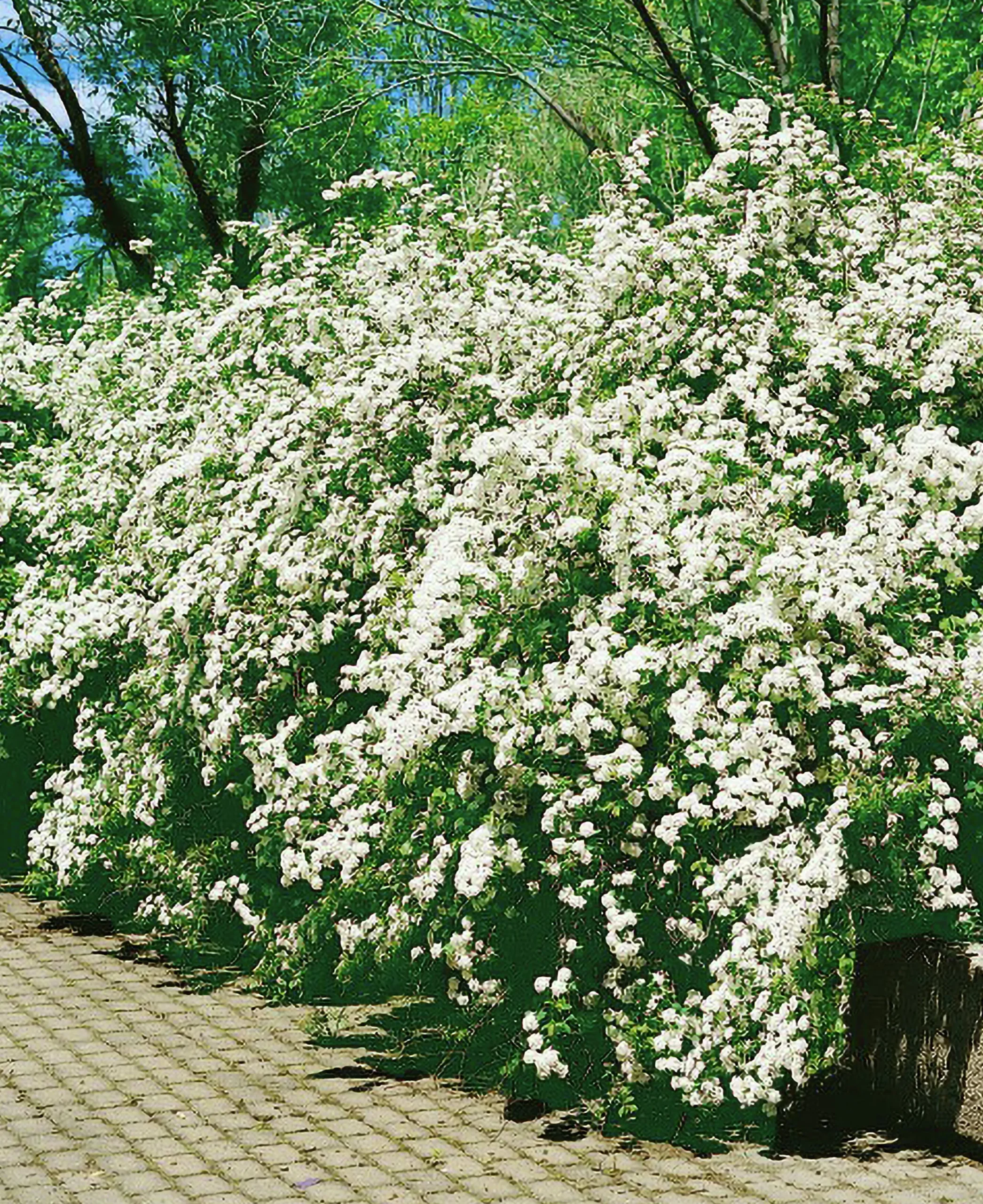 Bukettspirea D:9-11cm Krukodlad>Omnia garden Clearance
