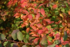 Bukettspirea Goliath Barrotad>Omnia garden Clearance