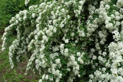 Bukettspirea Goliath Barrotad><noscript><img width=