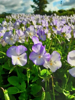 Bukettviol 'Ullas Favorit'><noscript><img width=