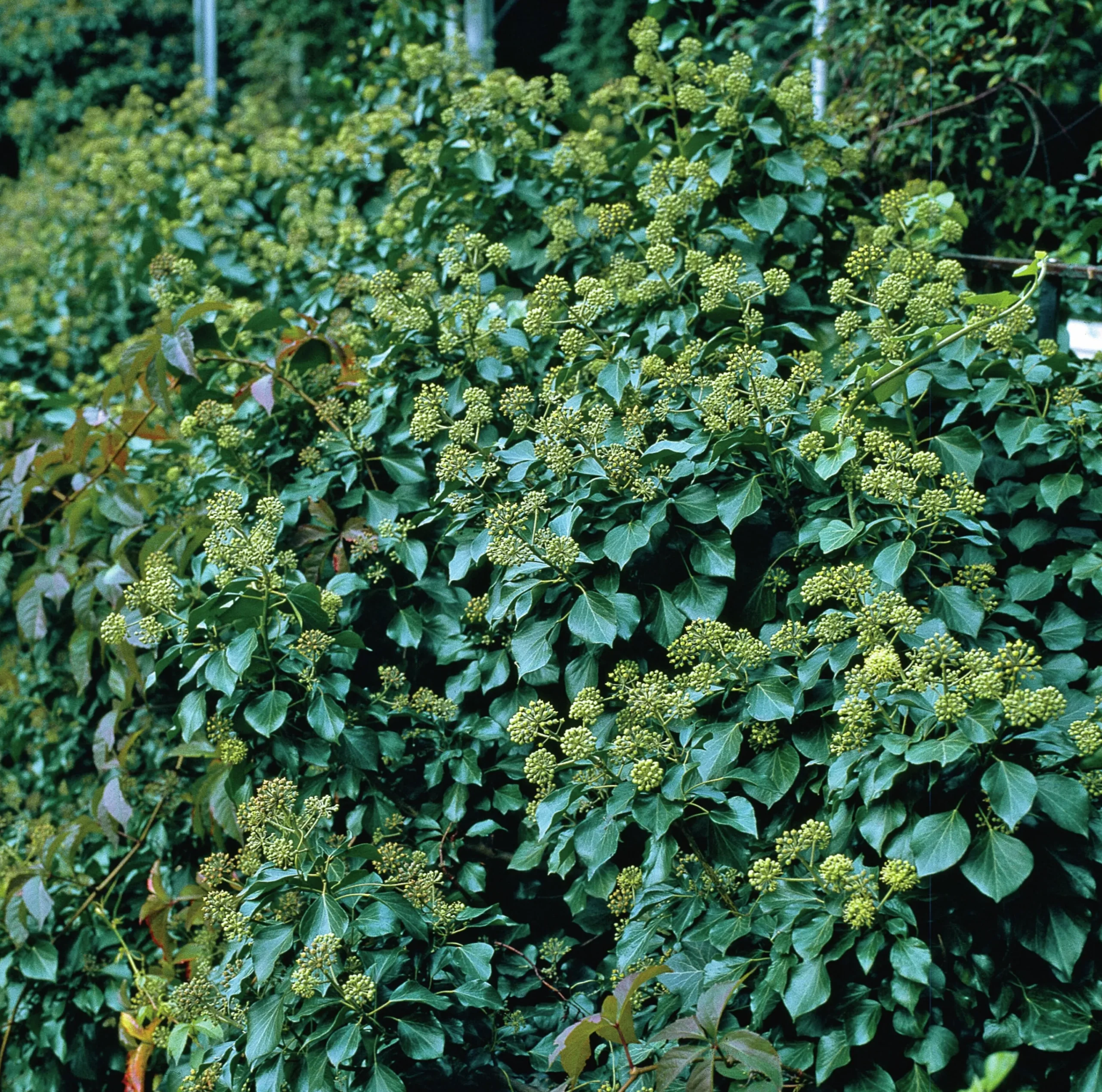 Buskmurgröna 'Arborescens' Krukodlad>Omnia garden