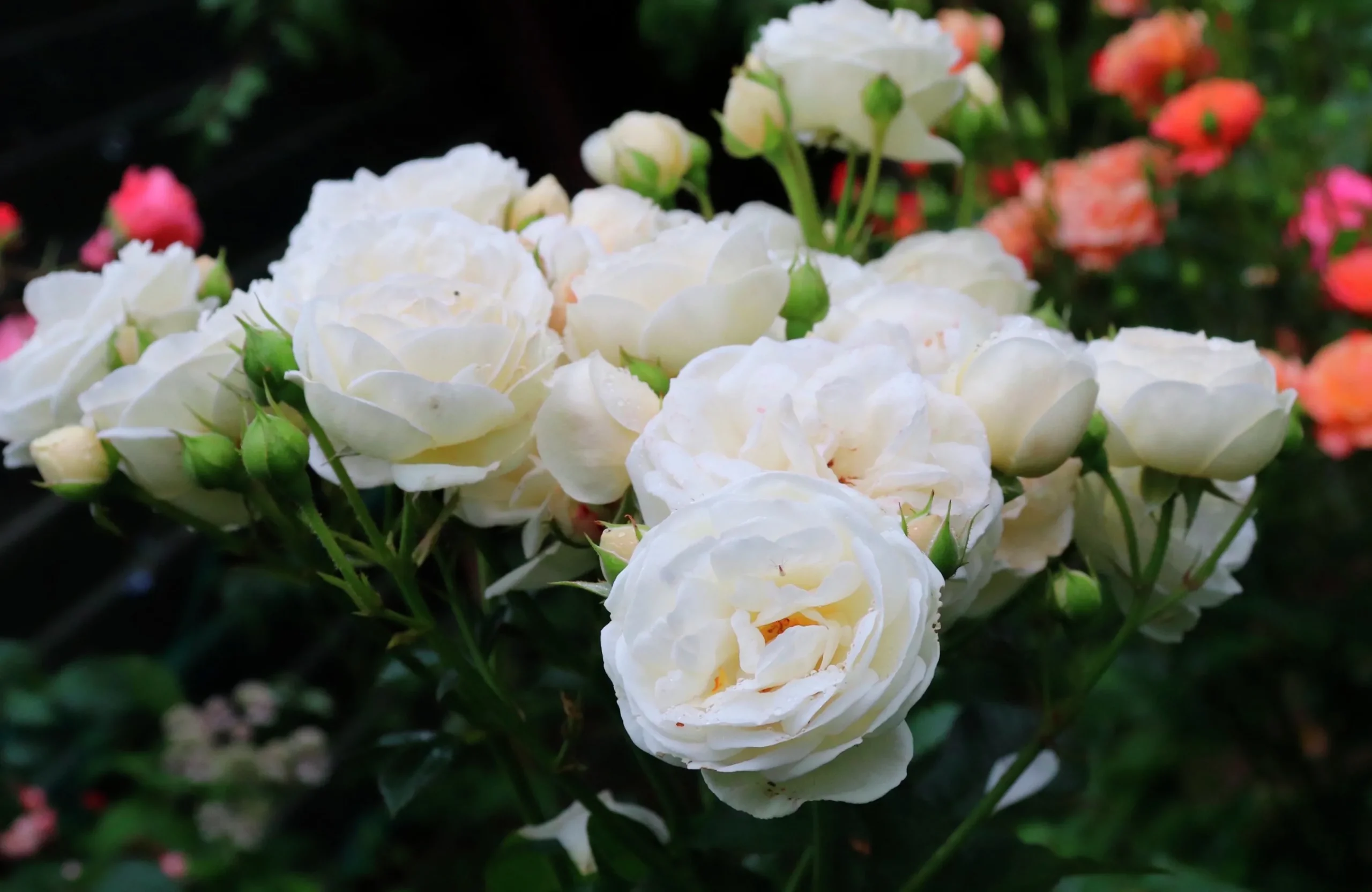 Buskros 'Artemis' Barrotad>Omnia garden Sale