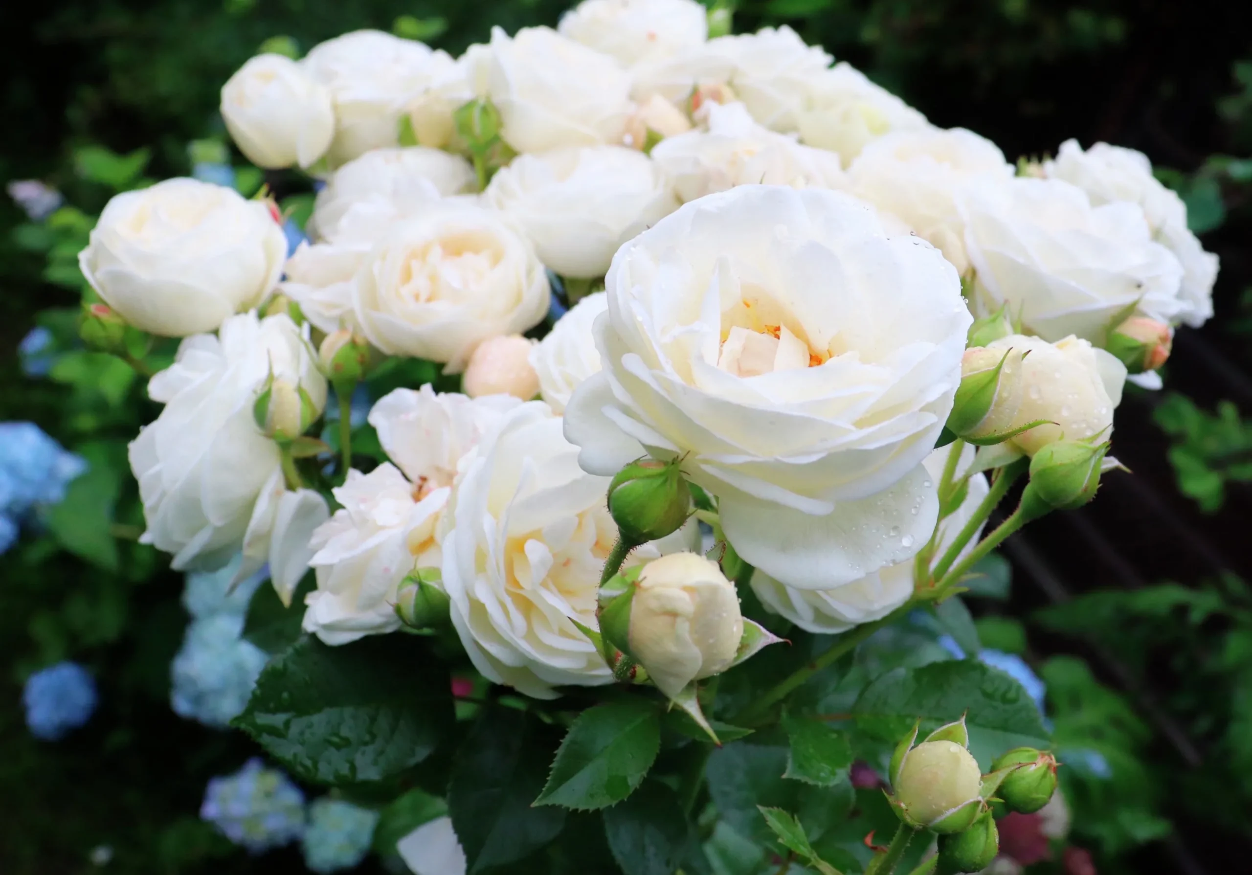 Buskros 'Artemis' Barrotad>Omnia garden Sale