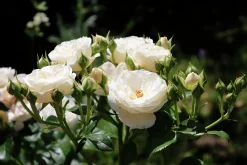 Buskros 'Artemis' Barrotad><noscript><img width=