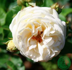 Buskros 'Artemis' Barrotad><noscript><img width=