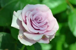 Buskros 'Bering Renaissance' Barrotad>Omnia garden Best