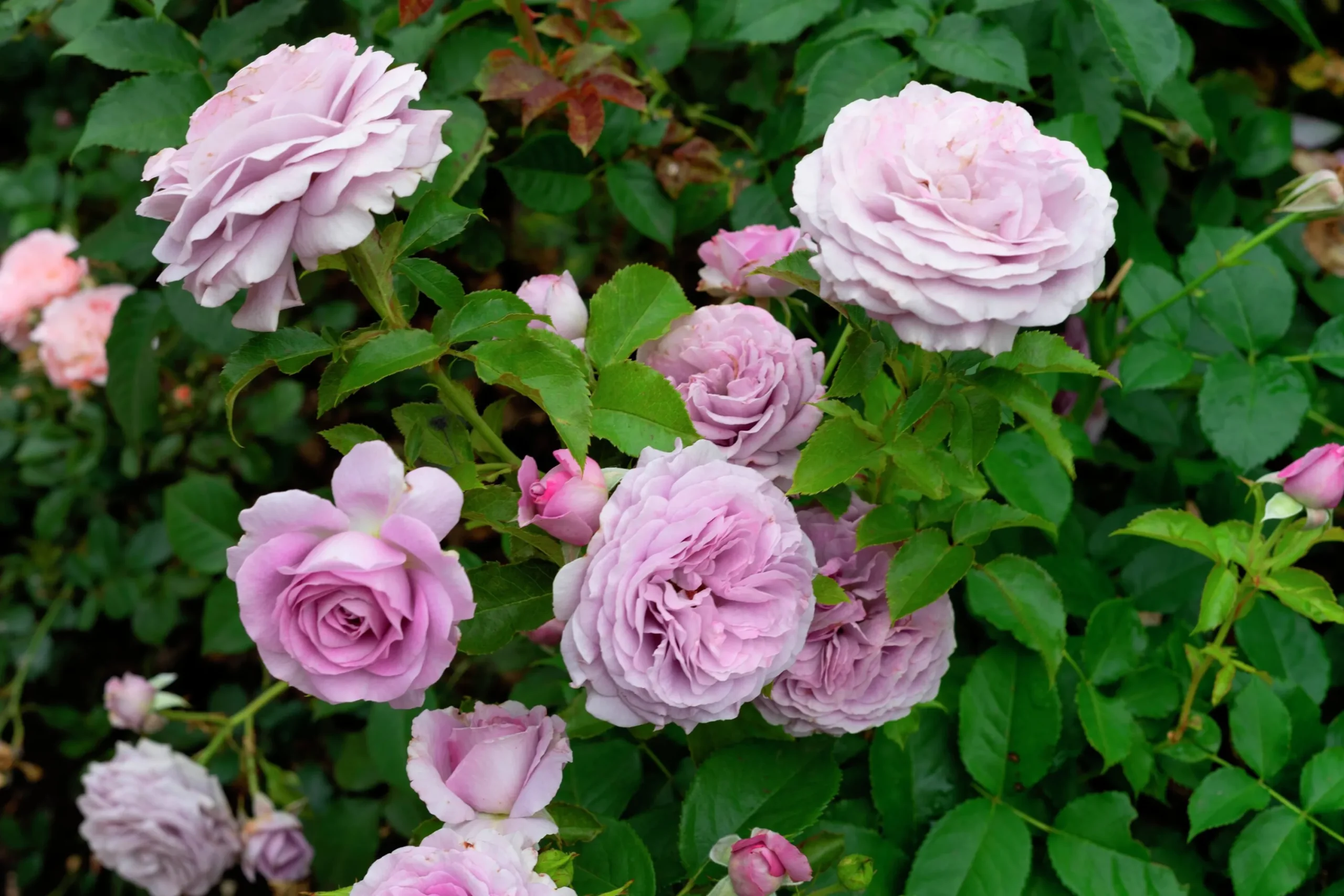 Buskros 'Bering Renaissance' Barrotad>Omnia garden Best