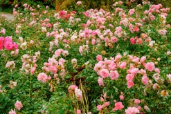 Buskros 'Bonica' Barrotad>Omnia garden Online