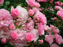 Buskros 'Bonica' Barrotad>Omnia garden Online