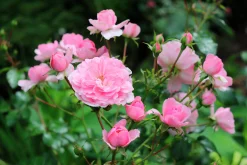 Buskros 'Bonica' Barrotad><noscript><img width=