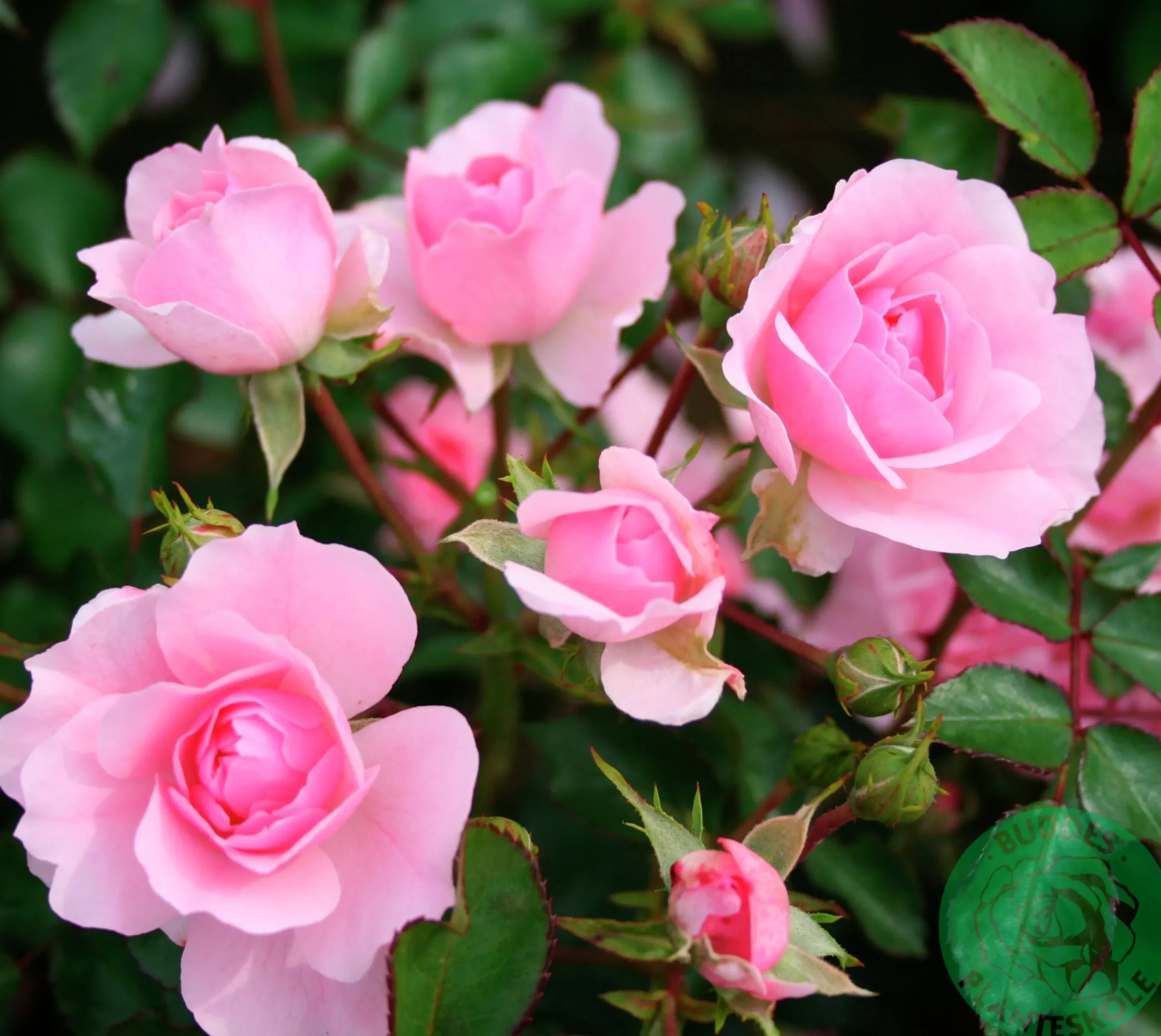 Buskros 'Bonica' Barrotad>Omnia garden Online