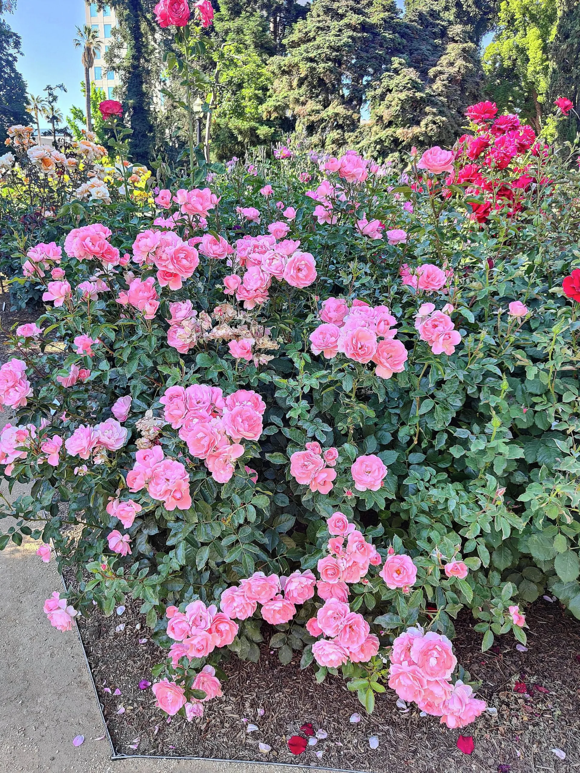 Buskros 'Bonica' Barrotad>Omnia garden Online