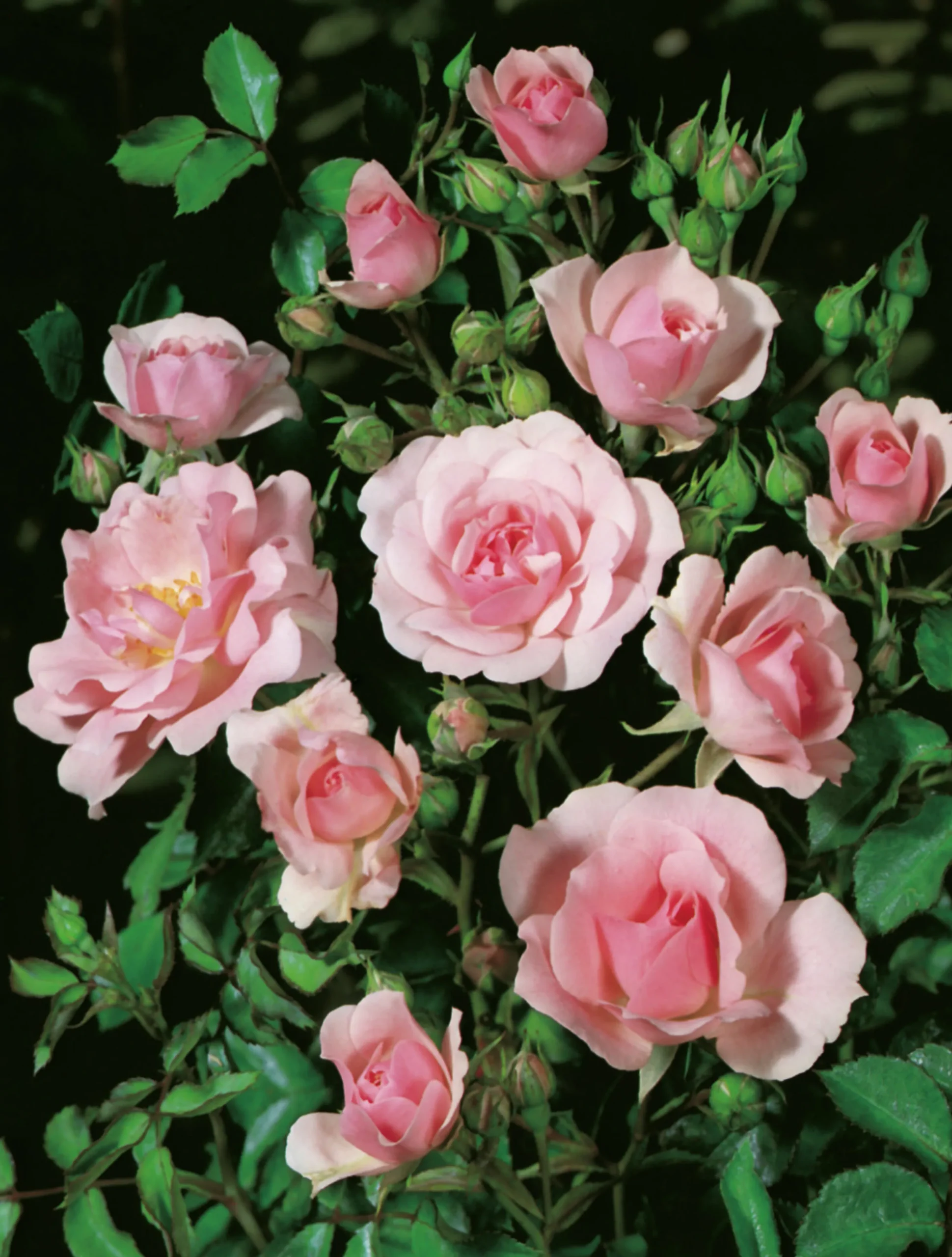 Buskros 'Bonica' Barrotad>Omnia garden Online
