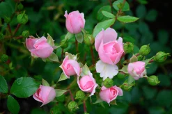 Buskros 'Bonica' Barrotad><noscript><img width=