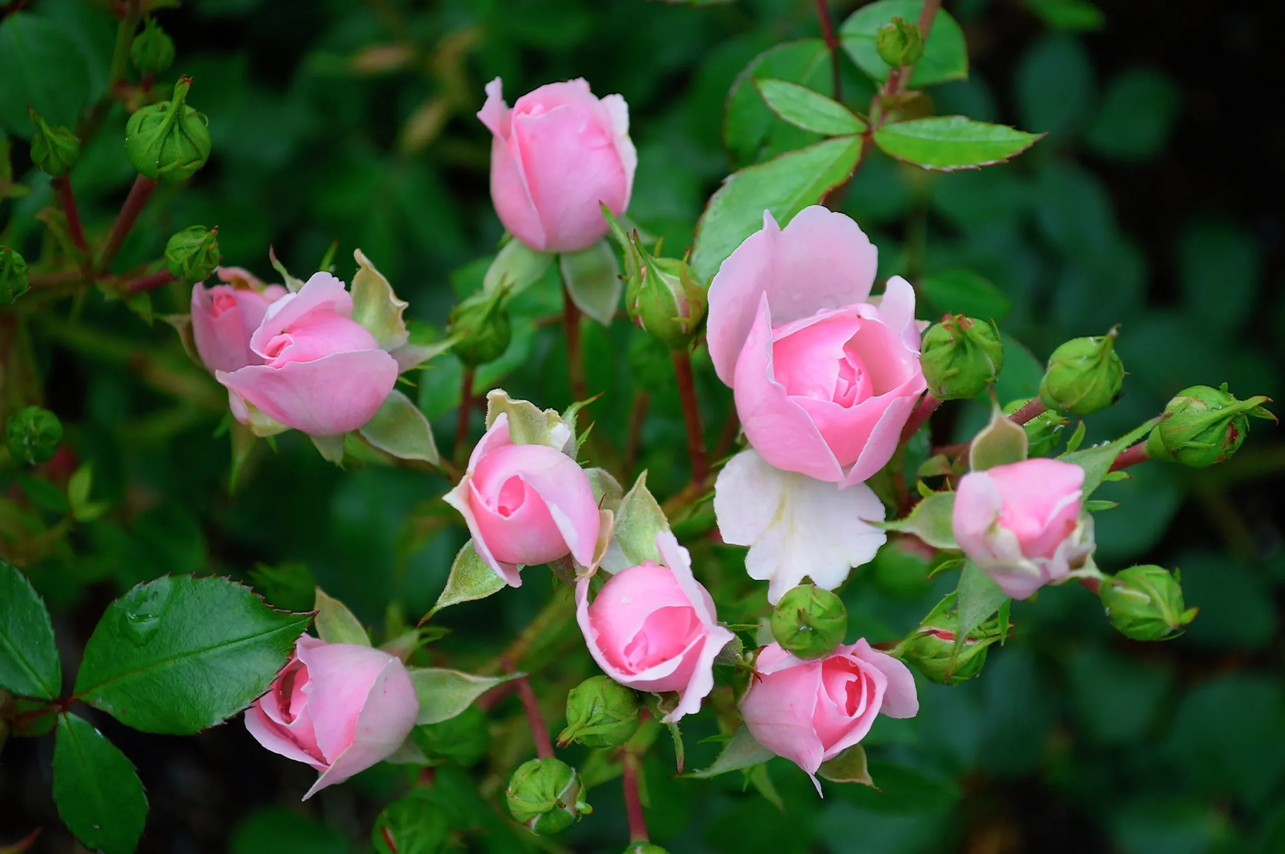 Buskros 'Bonica' Barrotad>Omnia garden Online