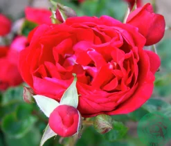 Buskros 'Capricia Renaissance' 'Poulren024' Barrotad><noscript><img width=