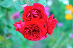 Buskros 'Capricia Renaissance' 'Poulren024' Barrotad><noscript><img width=