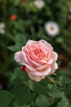 Buskros 'Clair Renaissance' Barrotad>Omnia garden