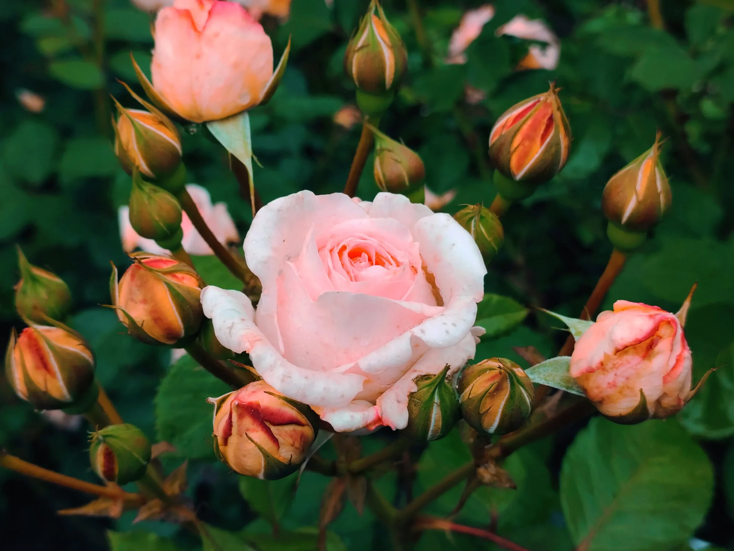 Buskros 'Clair Renaissance' Barrotad>Omnia garden