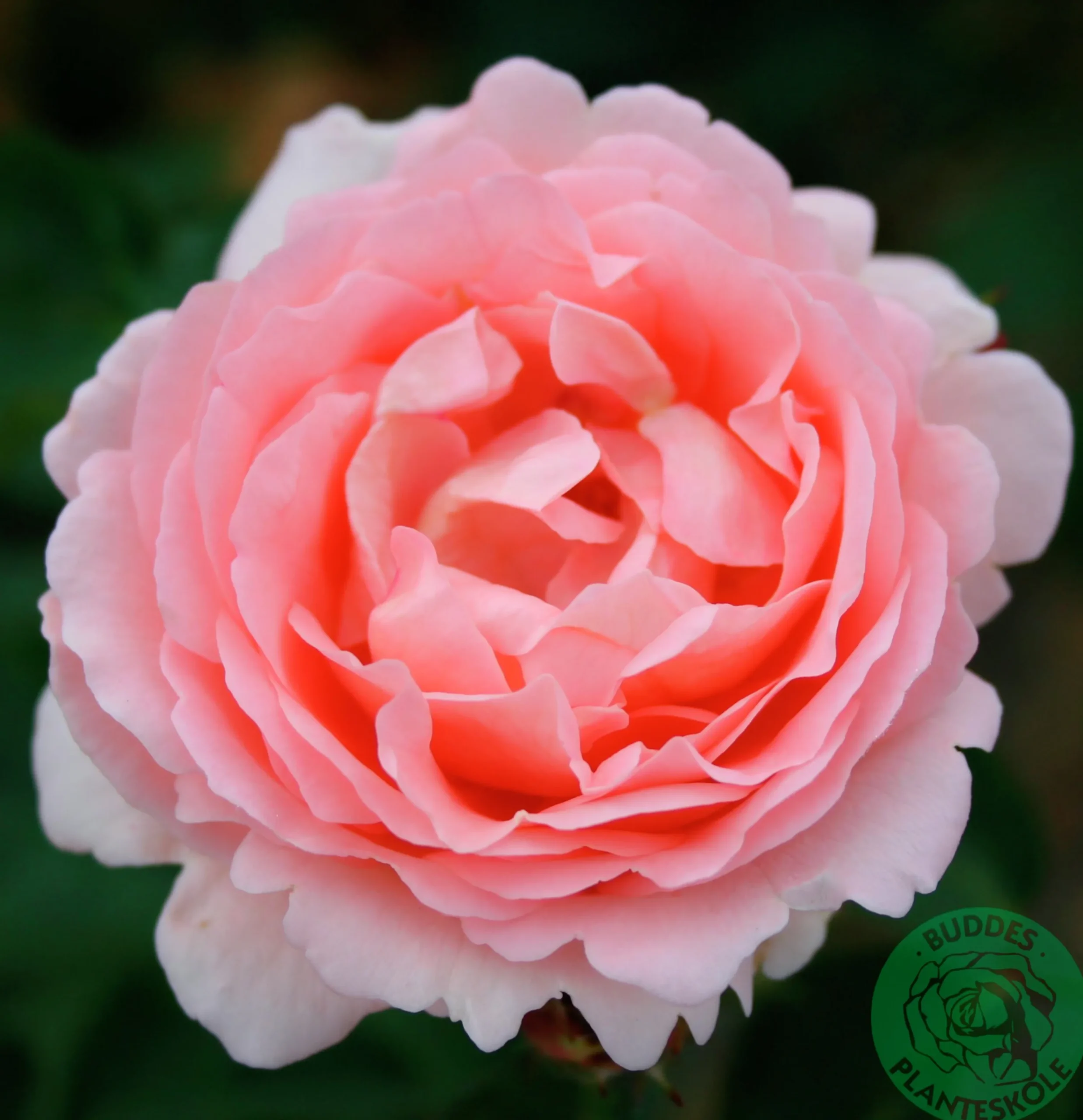 Buskros 'Clair Renaissance' Barrotad>Omnia garden