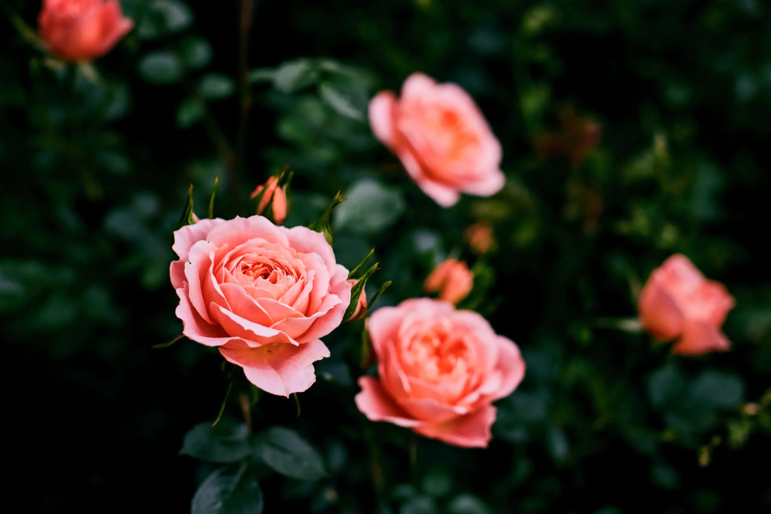 Buskros 'Clair Renaissance' Barrotad>Omnia garden