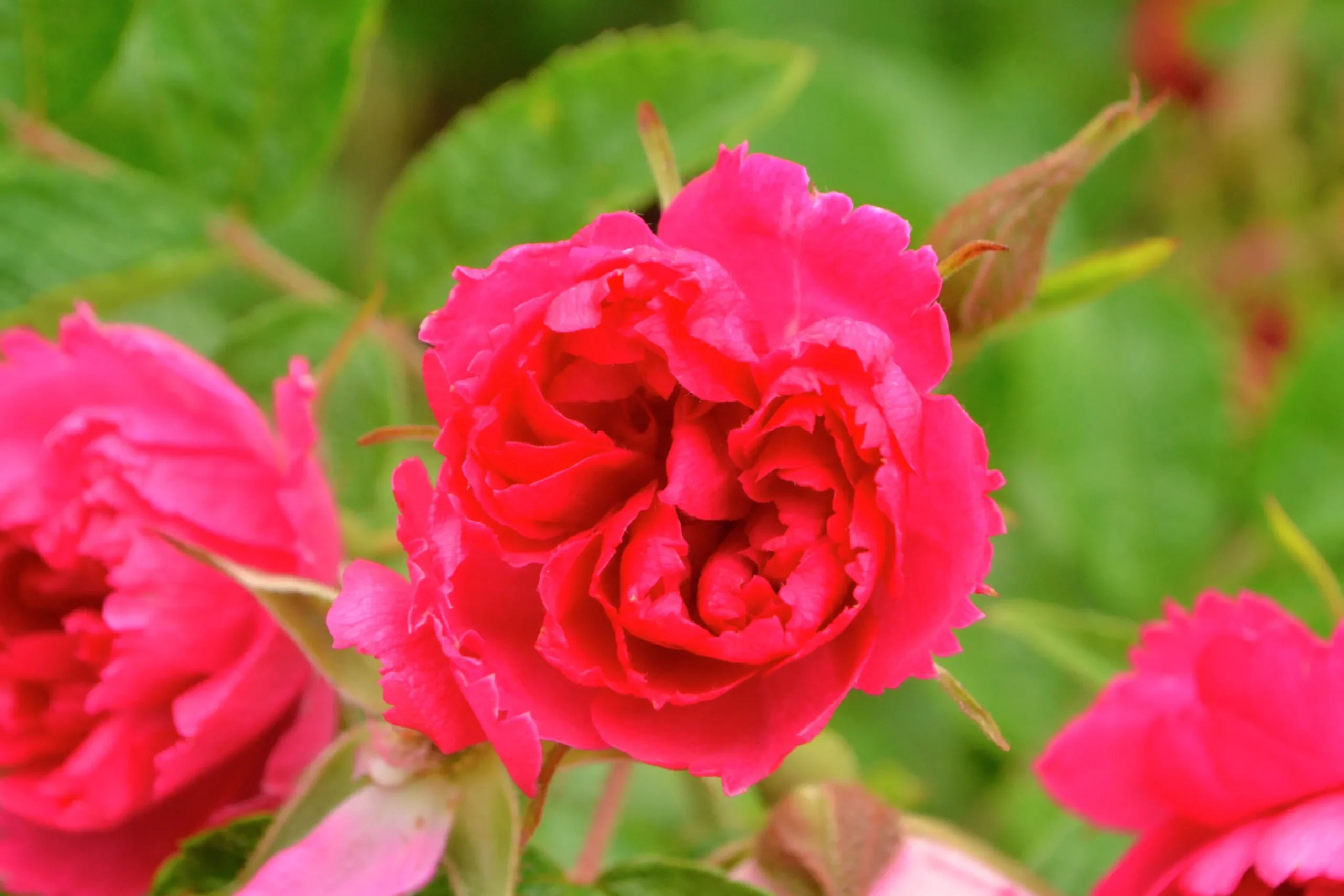 Buskros 'Fj. Grootendorst' Barrotad>Omnia garden Clearance