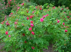 Buskros 'Fj. Grootendorst' Barrotad>Omnia garden Clearance