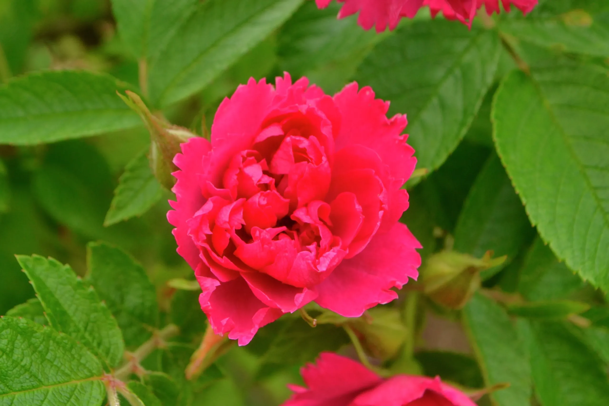 Buskros 'Fj. Grootendorst' Barrotad>Omnia garden Clearance