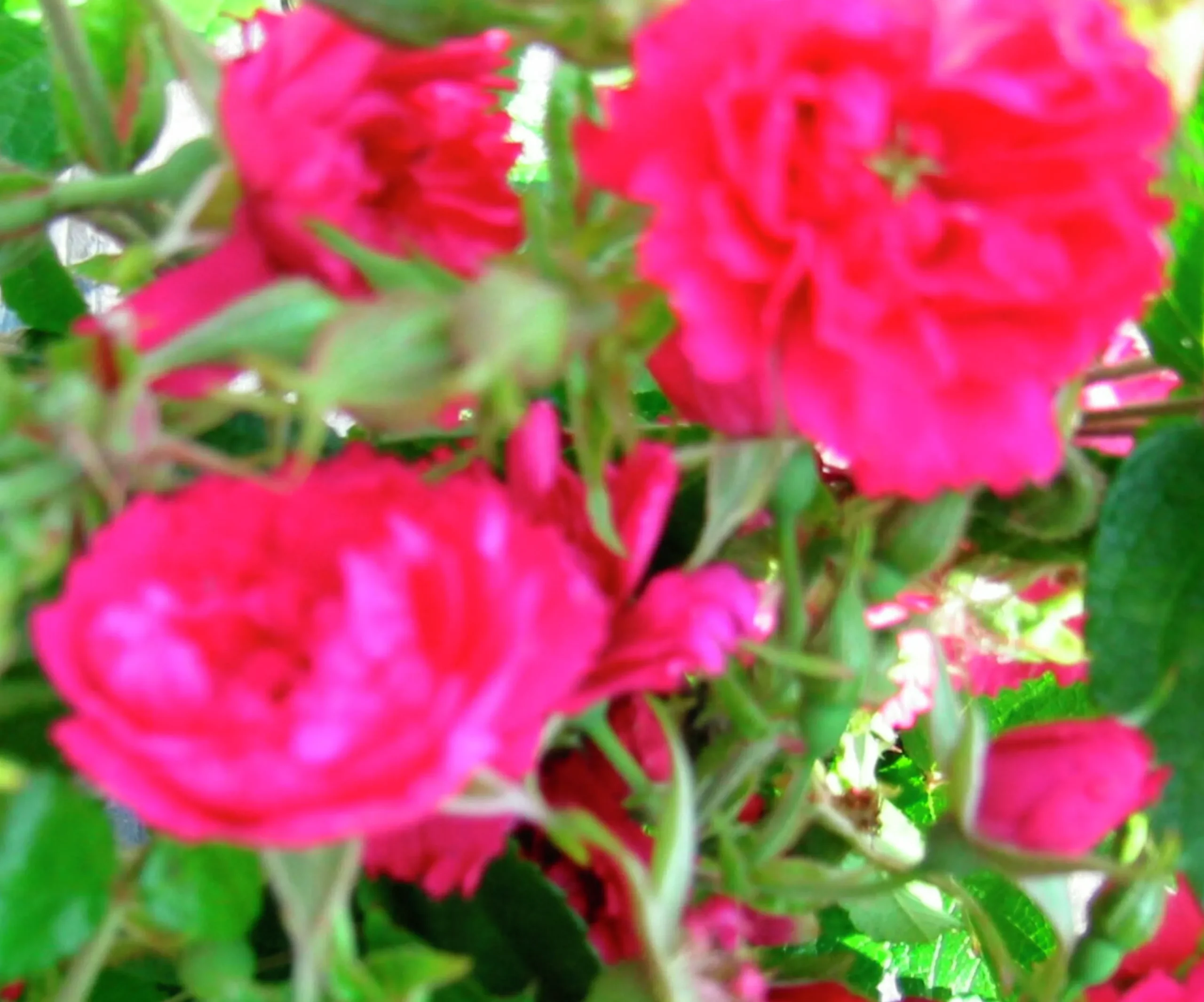 Buskros 'Fj. Grootendorst' Barrotad>Omnia garden Clearance