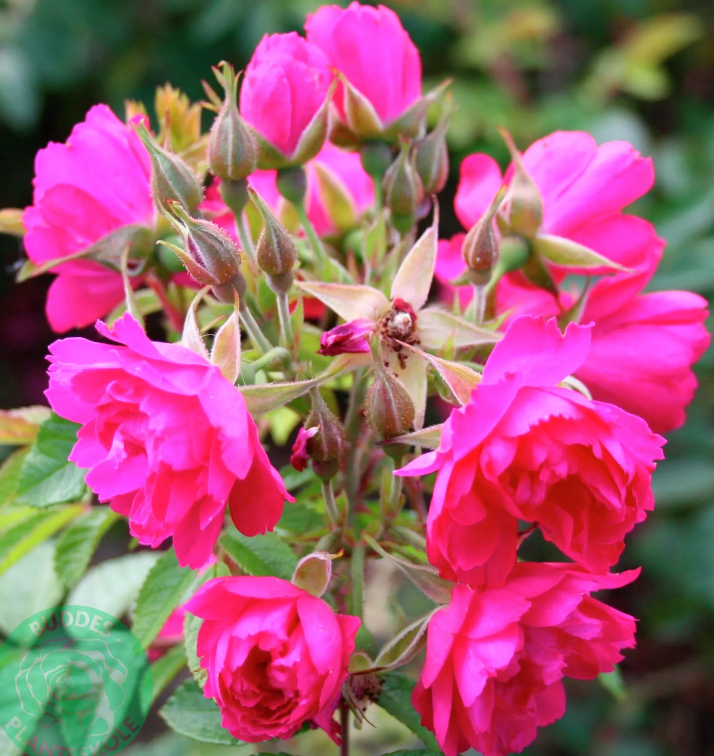 Buskros 'Fj. Grootendorst' Barrotad>Omnia garden Clearance
