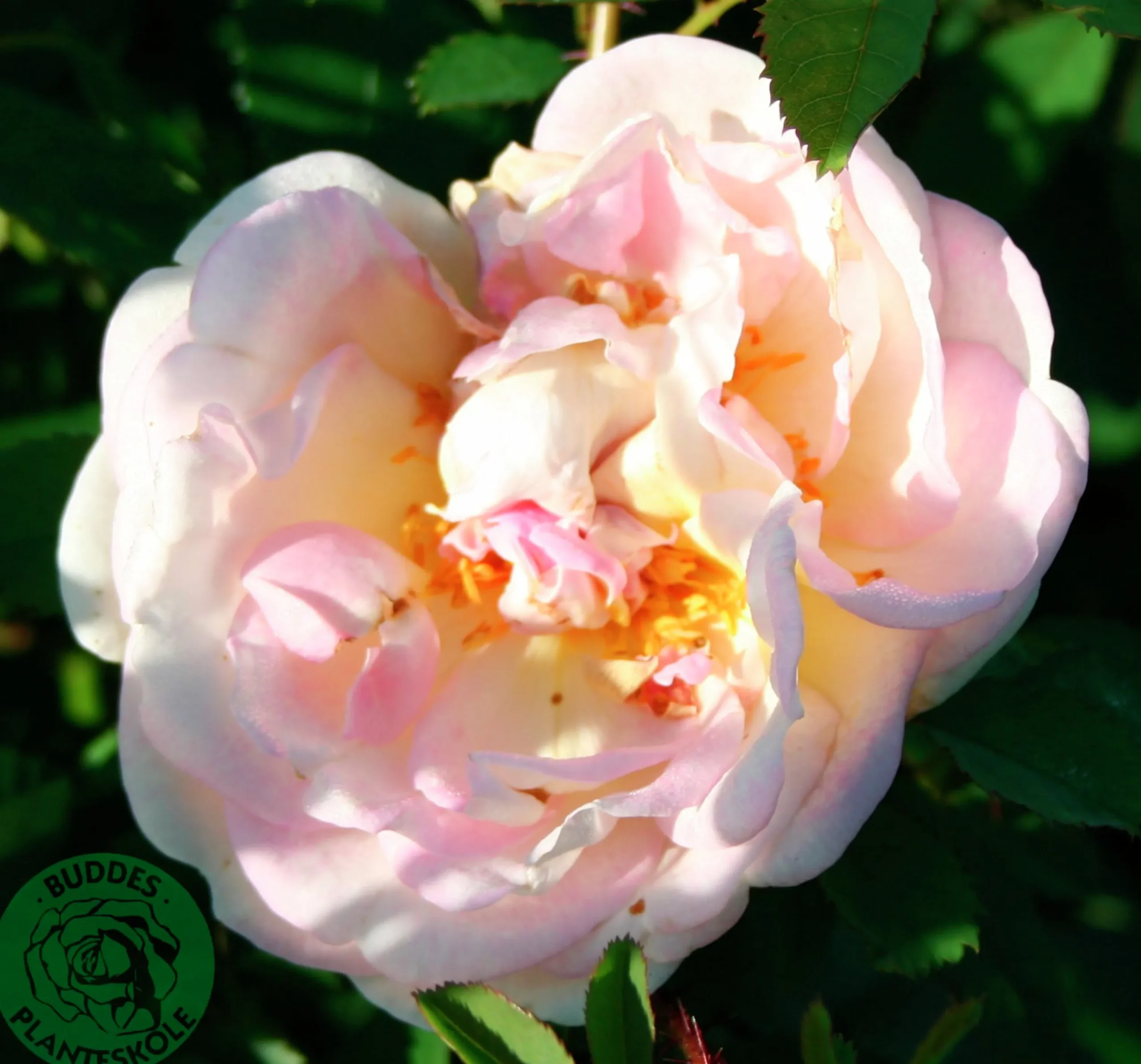 Buskros 'Frühlingsduft' Barrotad>Omnia garden Best