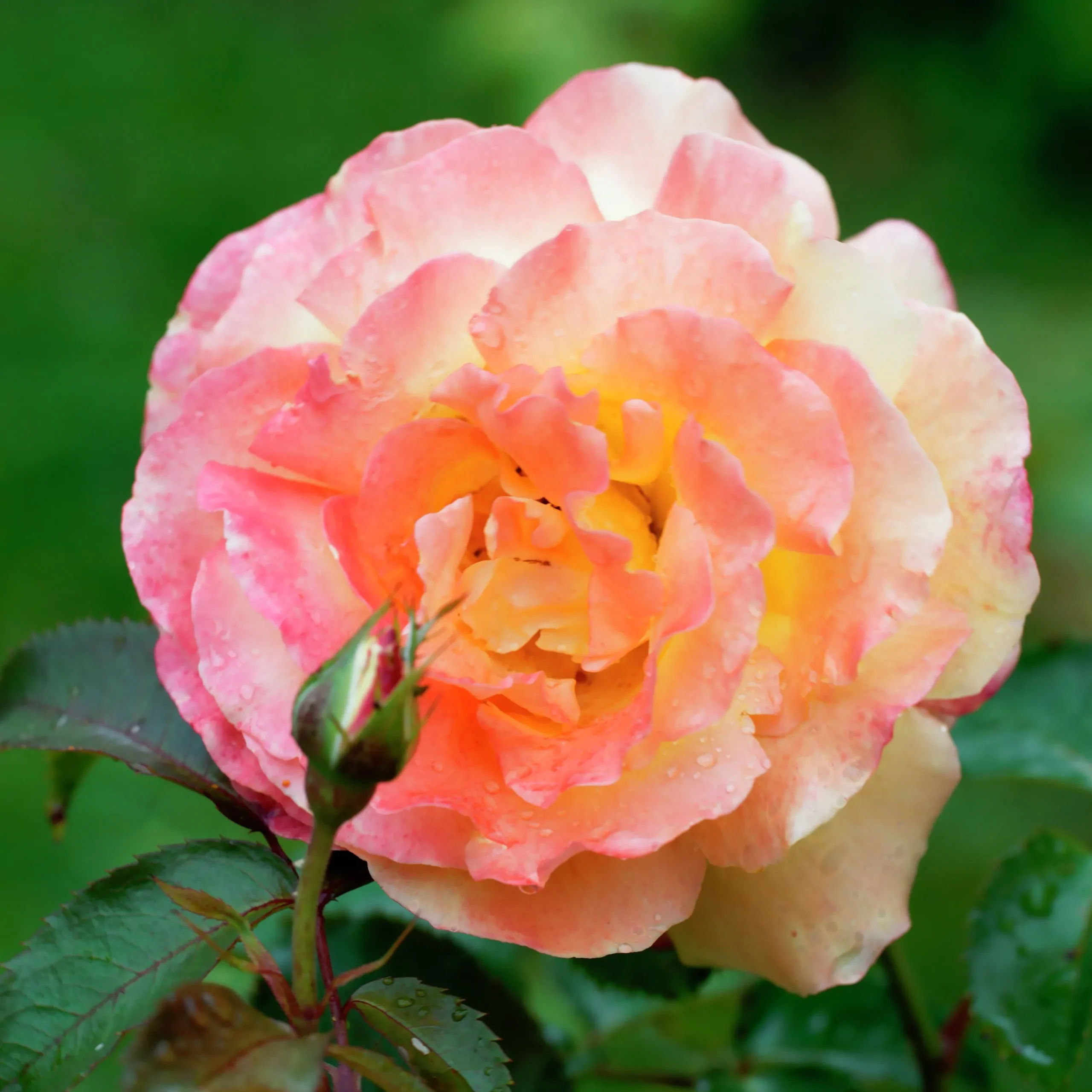 Buskros 'Frühlingsduft' Barrotad>Omnia garden Best