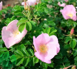Buskros 'Fru Dagmar Hastrup' Barrotad>Omnia garden Online