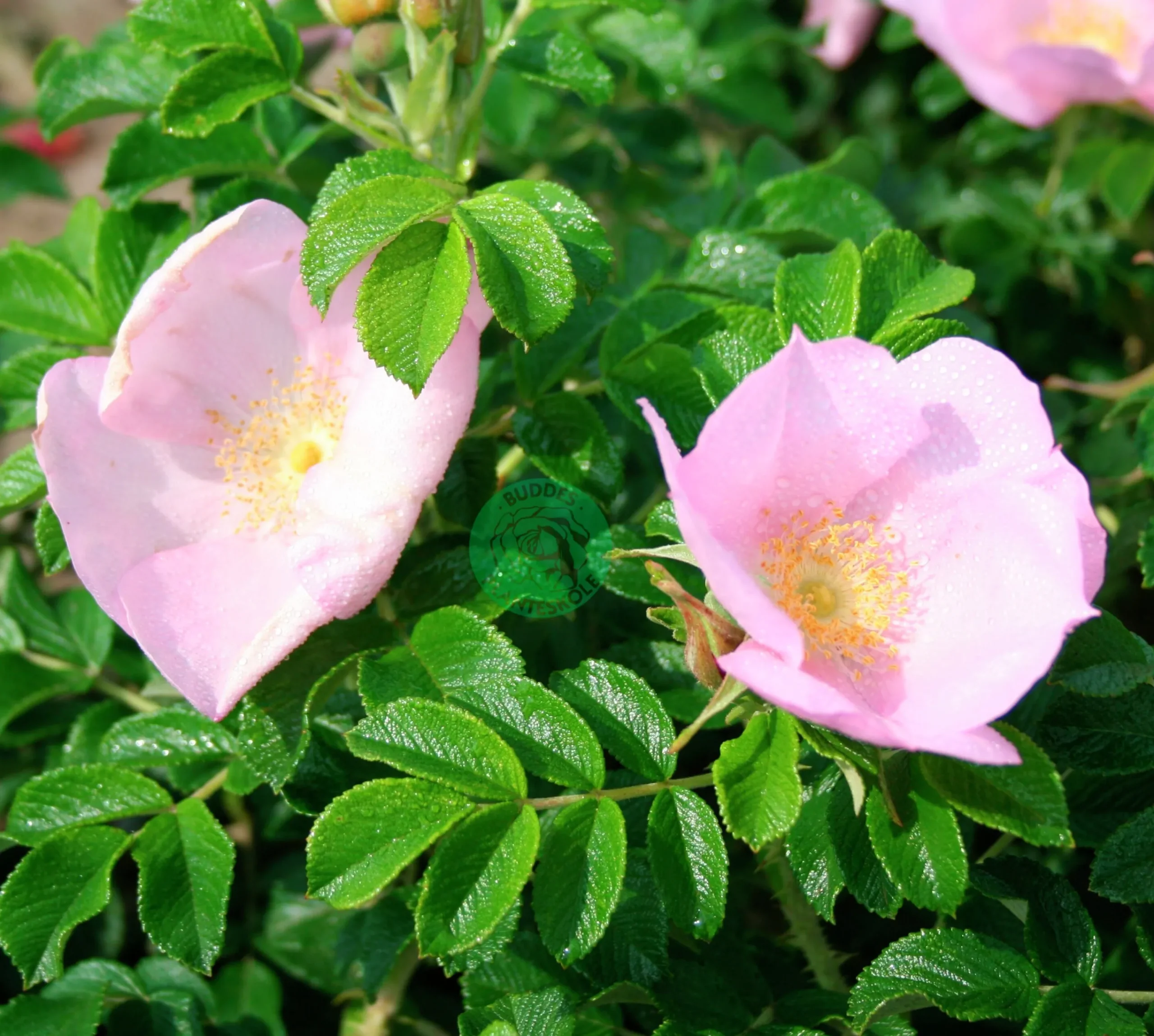 Buskros 'Fru Dagmar Hastrup' Barrotad>Omnia garden Online